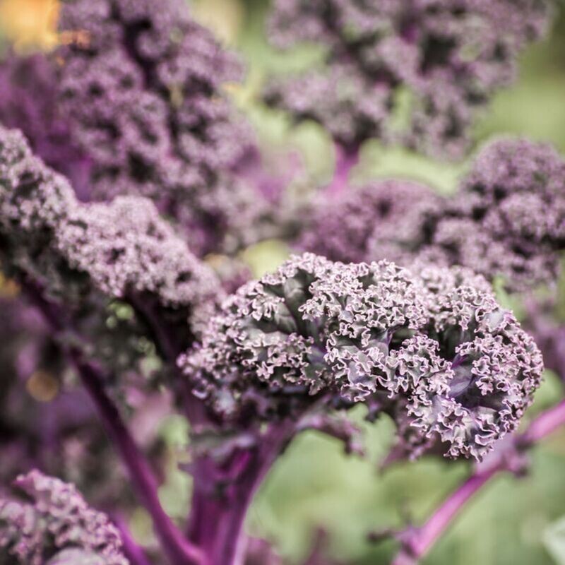 Borecole/Kale - Red Seeds