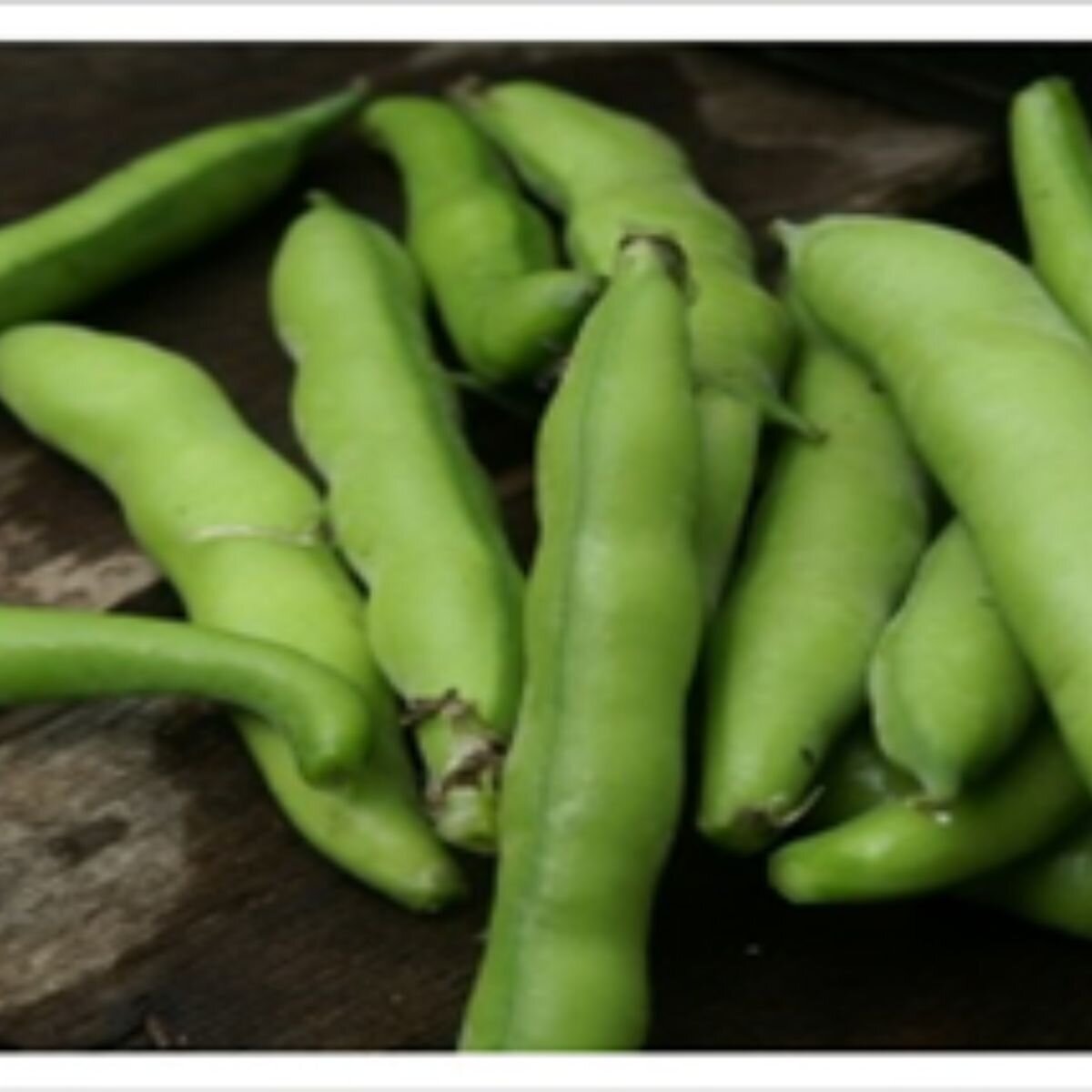 Broad Bean - Coles Dwarf Seeds Broad Bean - Coles Dwarf Seeds
