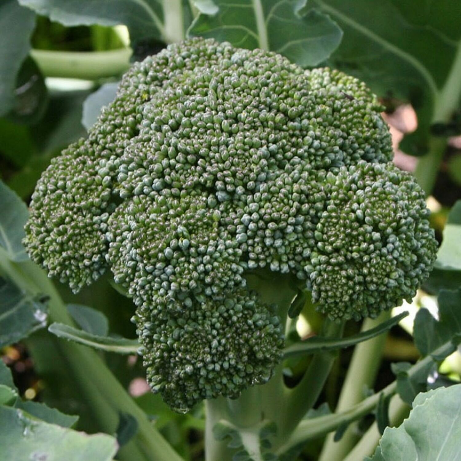 Broccoli - Calabrese Seeds Broccoli - Calabrese Seeds