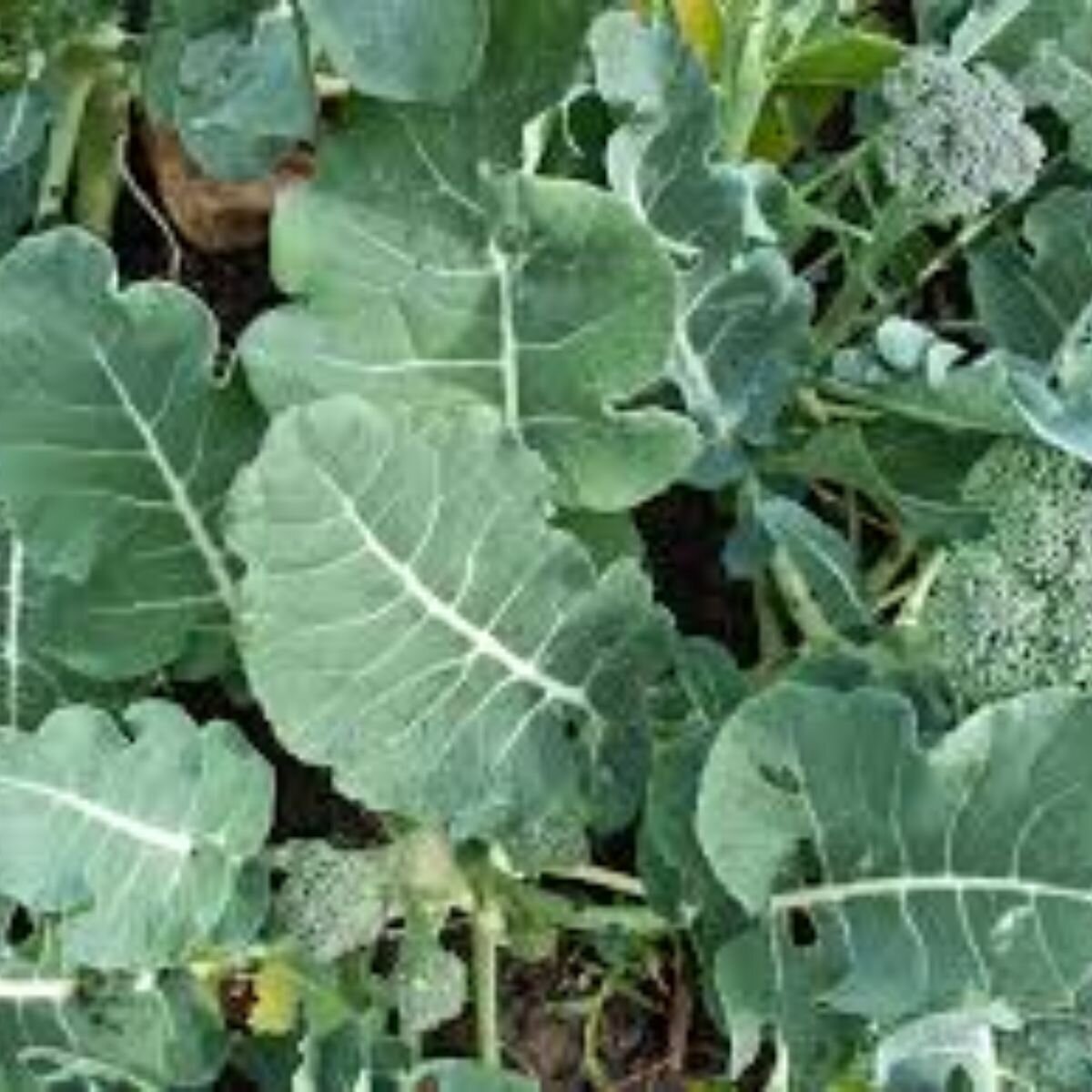 Broccoli - Green Sprouting Seeds Broccoli - Green Sprouting Seeds