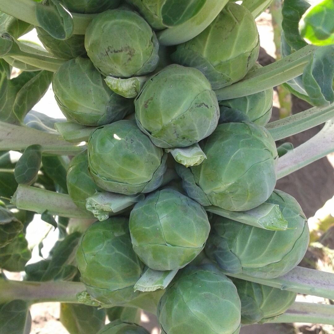 Brussel Sprouts - Long Island Improved Seeds