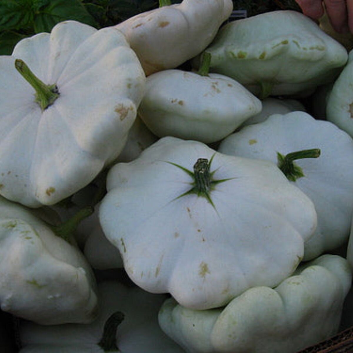 Button Squash - Bennings Green Tint Seeds Button Squash - Bennings Green Tint Seeds