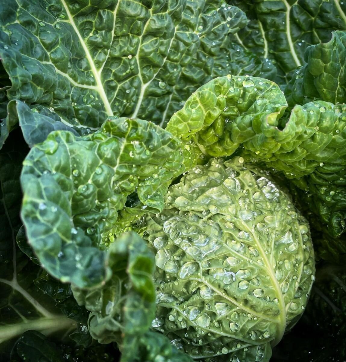 Cabbage - Green Savoy Vertus Seeds Cabbage - Green Savoy Vertus Seeds