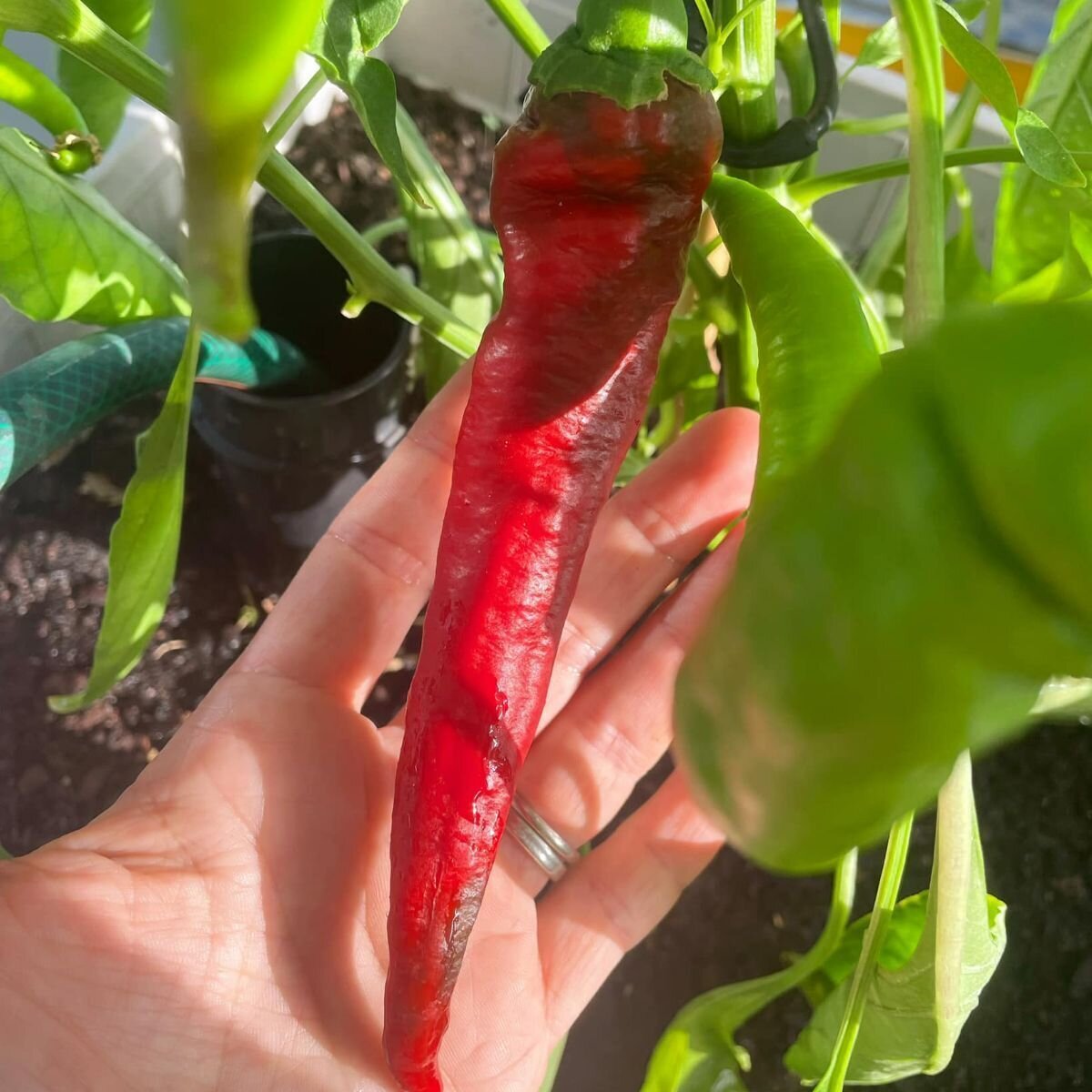 Capsicum - Jimmy Nardello Seeds Capsicum - Jimmy Nardello Seeds