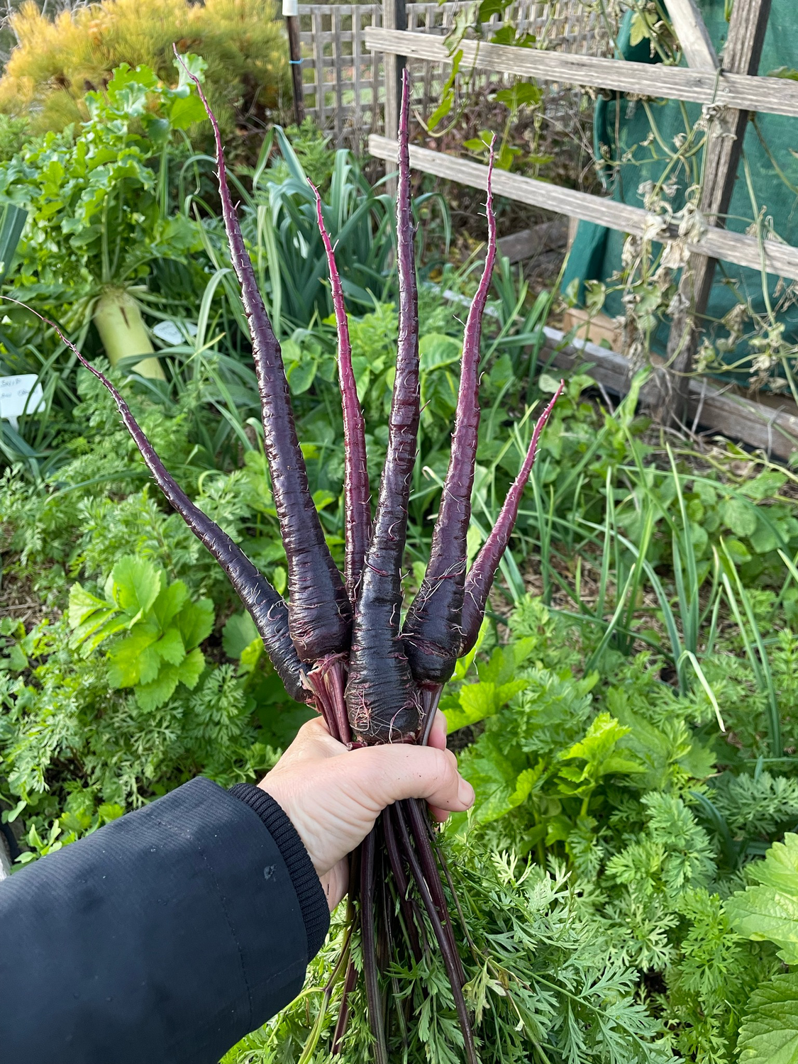 Carrot - Black Nebula Seeds