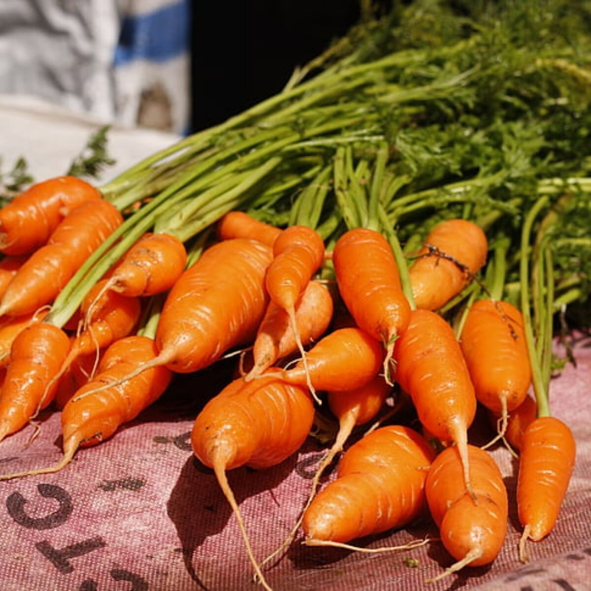 Carrot - Chantenay Red Core Seeds Carrot - Chantenay Red Core Seeds