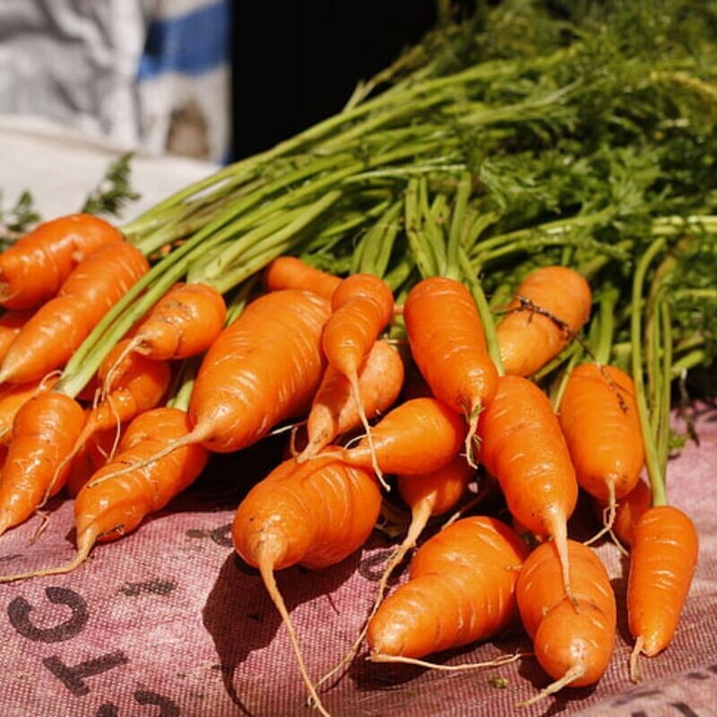 Carrot - Chantenay Red Core Seeds