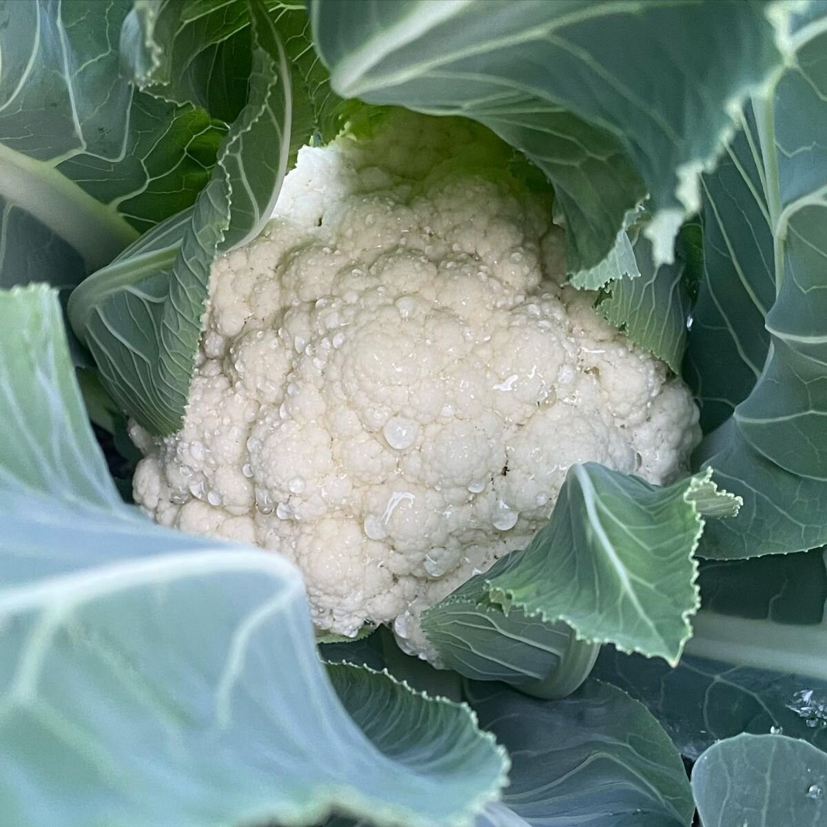 Cauliflower - Early Jesi Seeds Cauliflower - Early Jesi Seeds