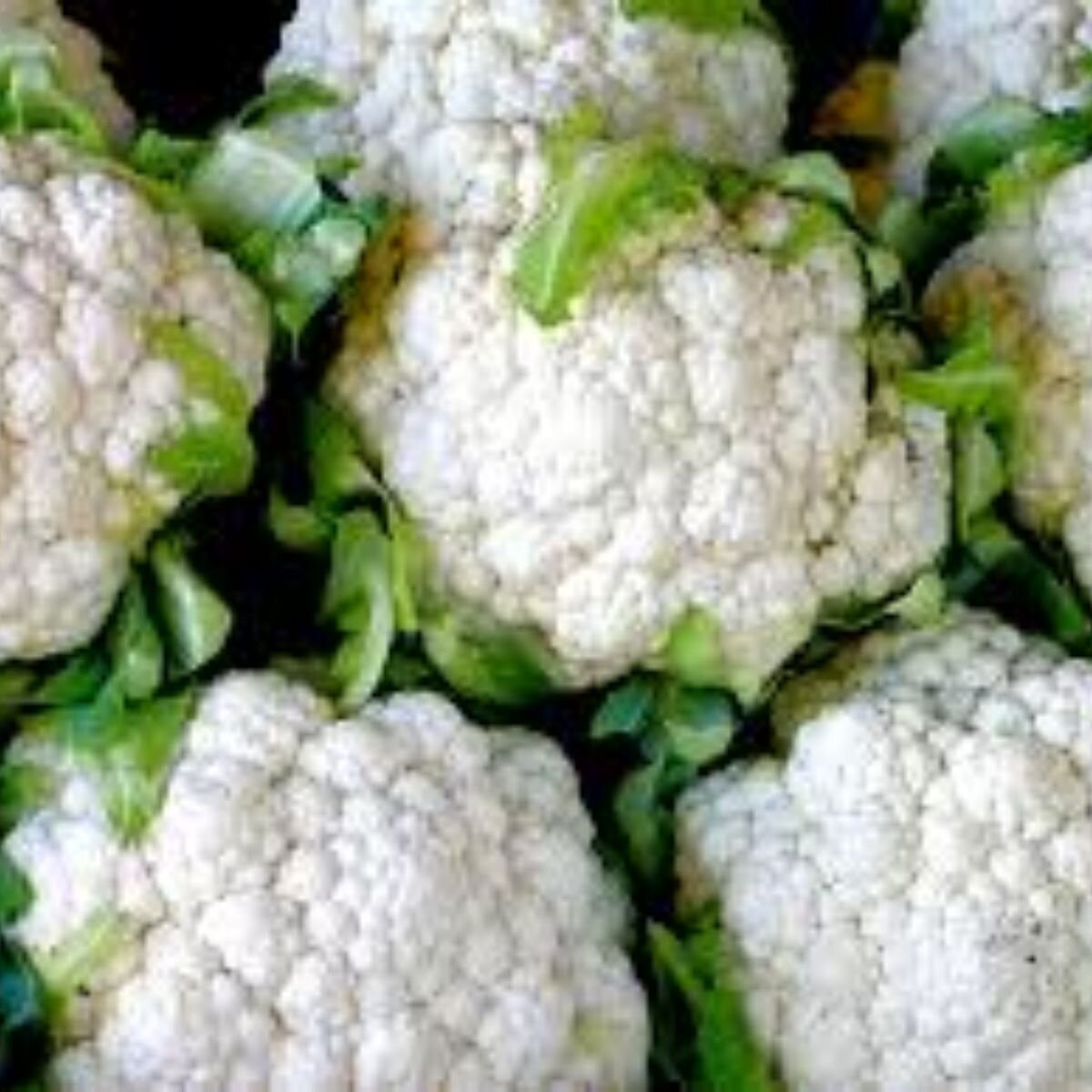 Cauliflower - Snowball Early Seeds Cauliflower - Snowball Early Seeds