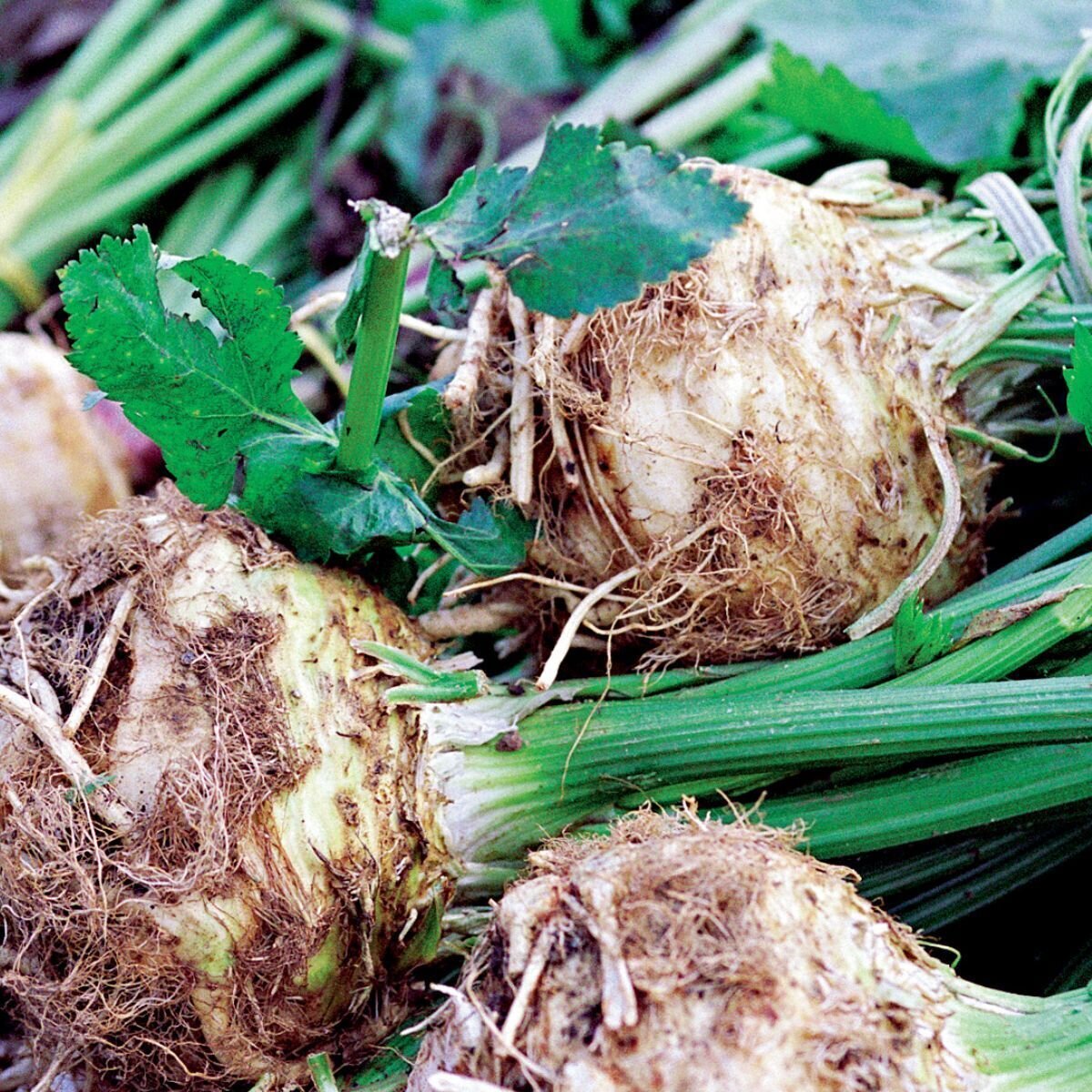 Celeriac - White Alabaster Seeds Celeriac - White Alabaster Seeds