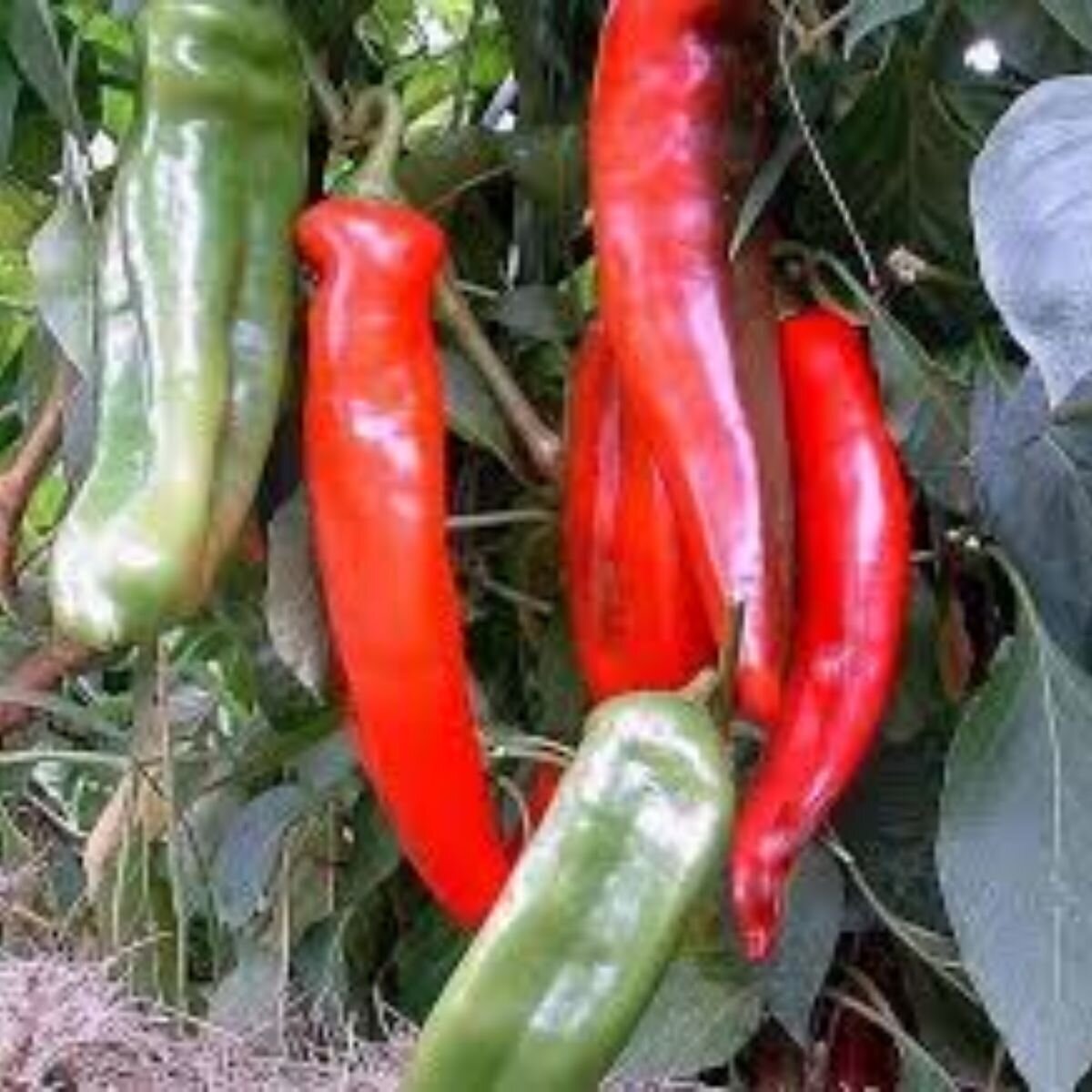 Chilli - Big Jim Seeds Chilli - Big Jim Seeds