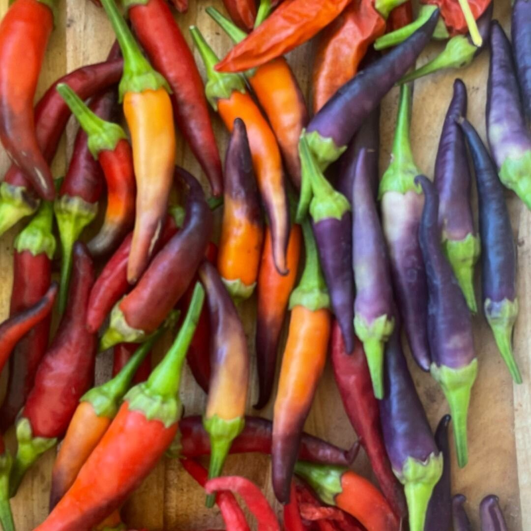 Chilli - Cayenne Lilac Seeds Chilli - Cayenne Lilac Seeds