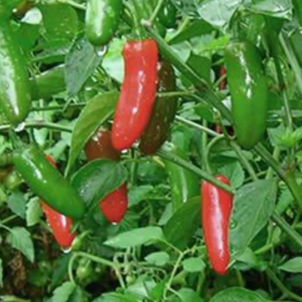Chilli - Serrano Seeds Chilli - Serrano Seeds