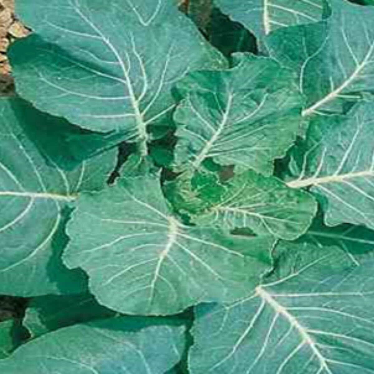 Collards - Champion Seeds Collards - Champion Seeds