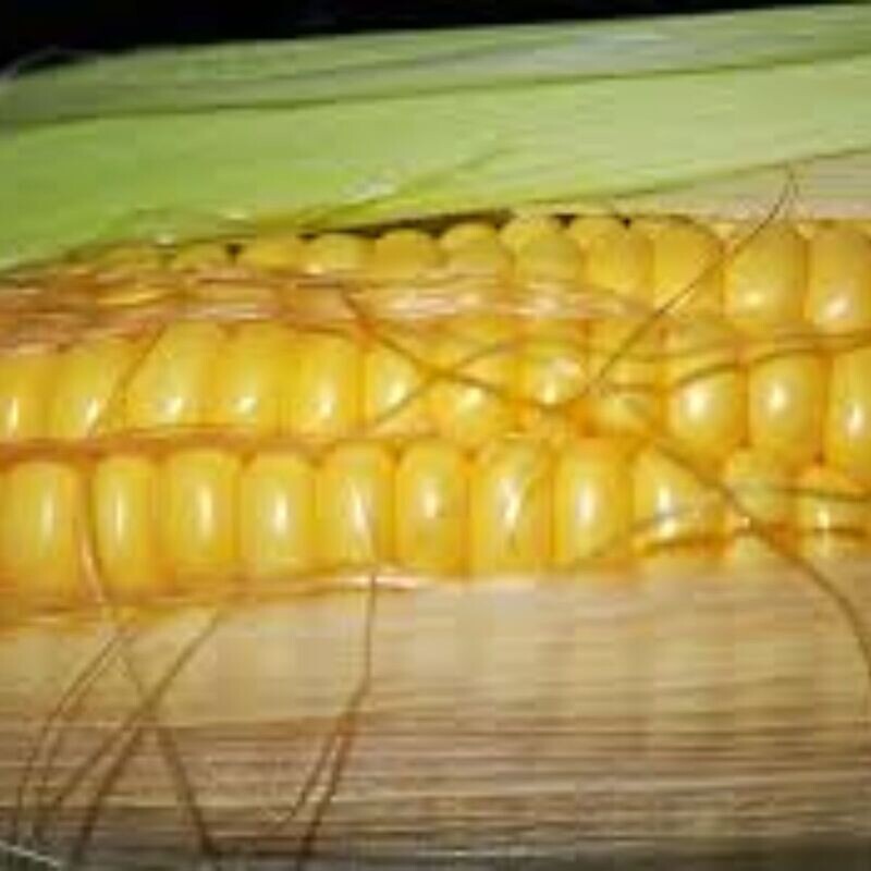Corn - True Gold Seeds