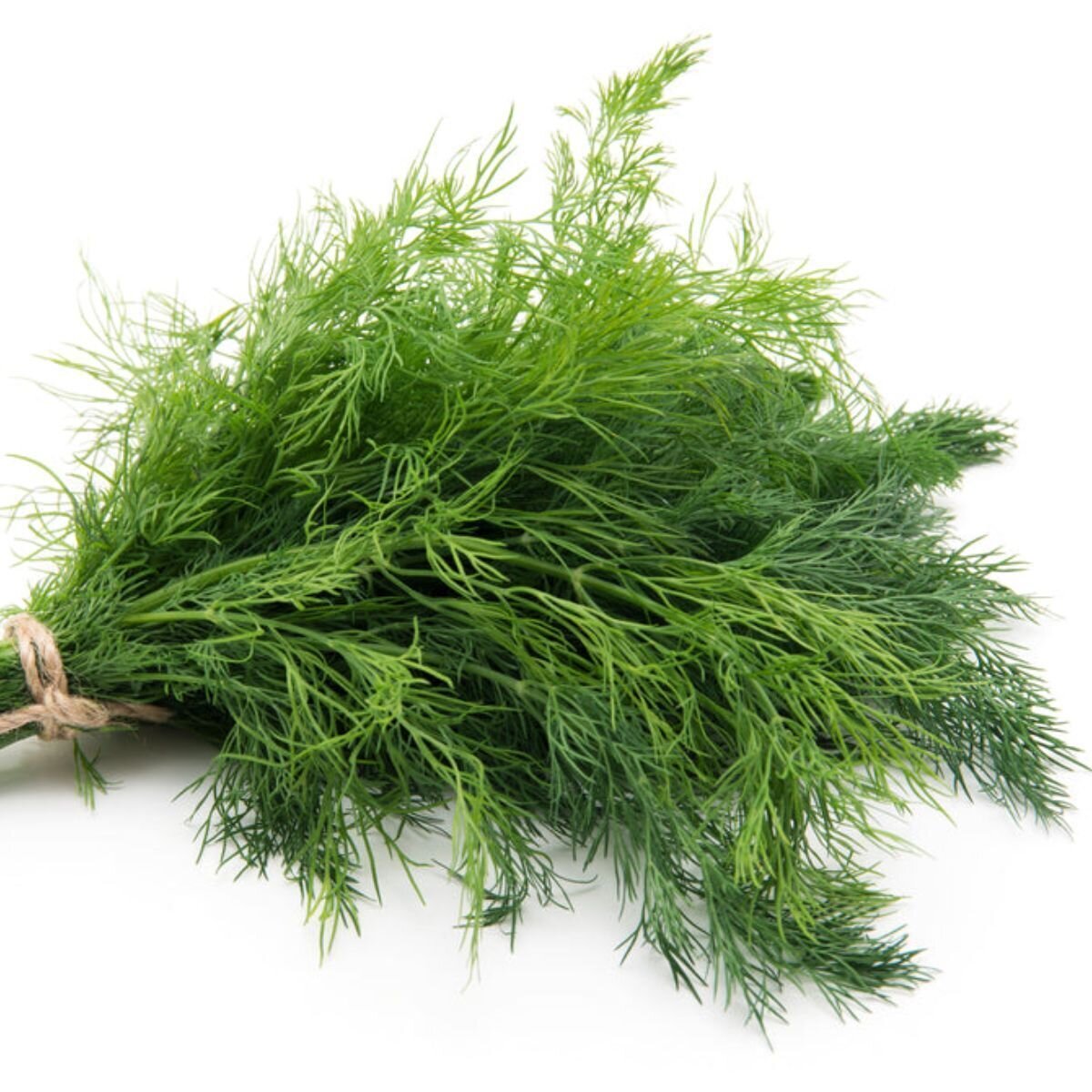 Dill Seeds