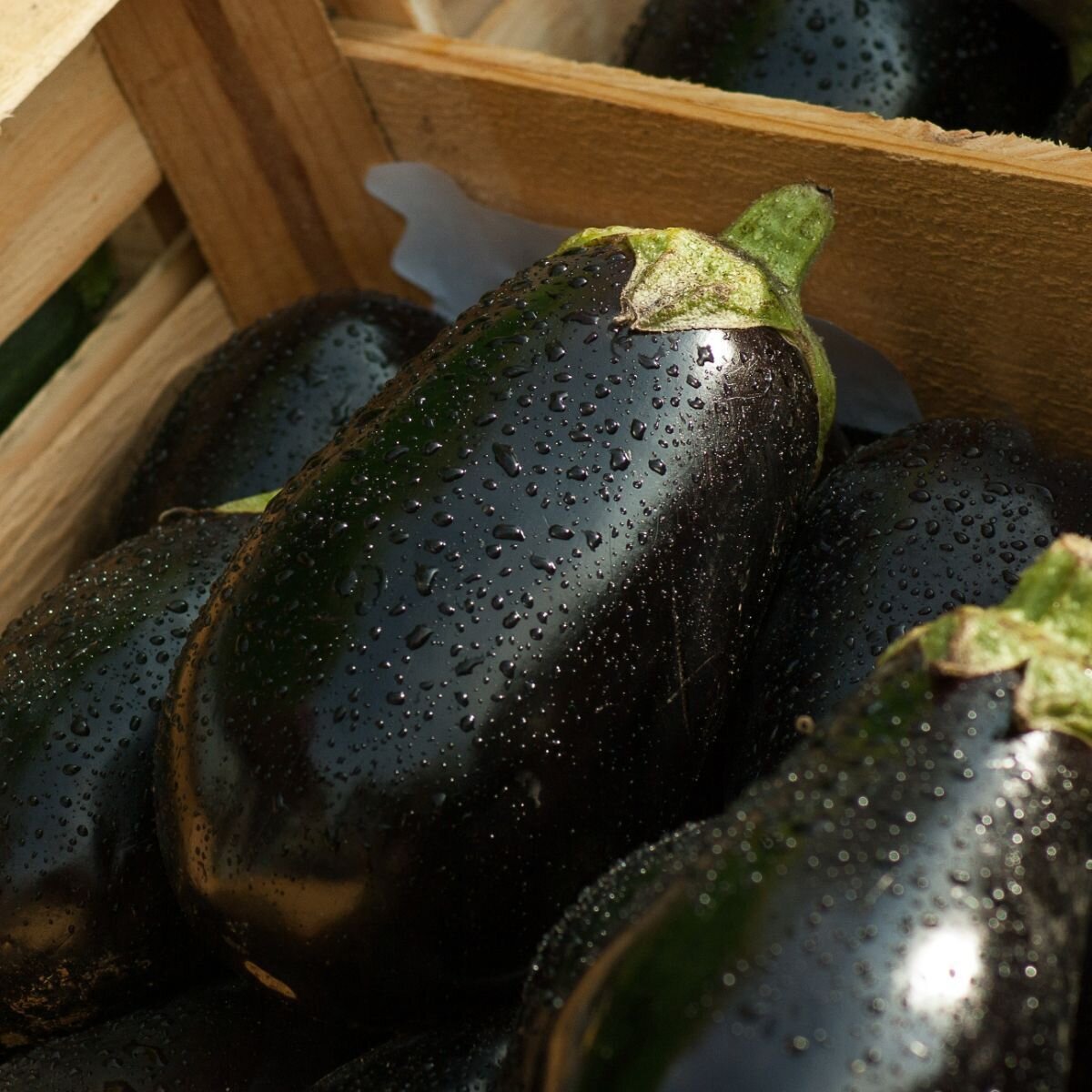 Eggplant - Black Beauty Seeds Eggplant - Black Beauty Seeds
