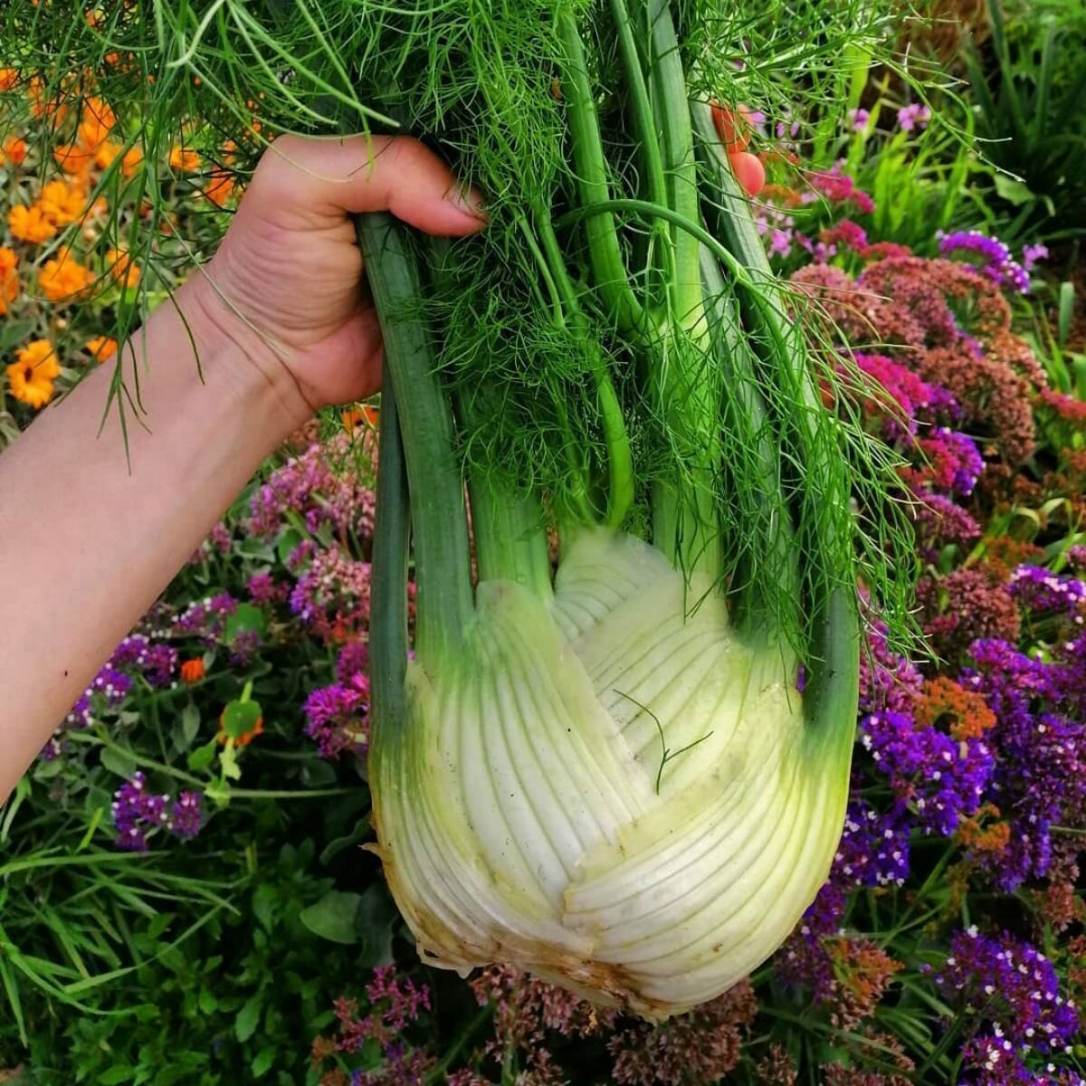 Florence Fennel Seeds Florence Fennel Seeds
