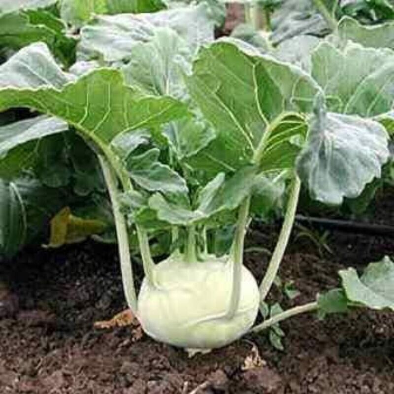 Kohl Rabi - White Vienna Seeds