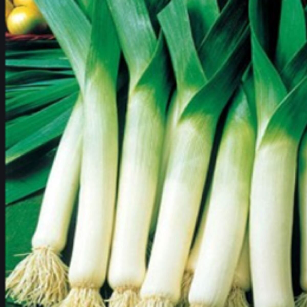 Leek - American Flag Seeds Leek - American Flag Seeds