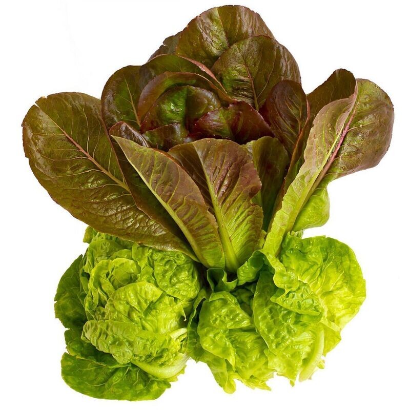 Lettuce - Romaine Red Seeds