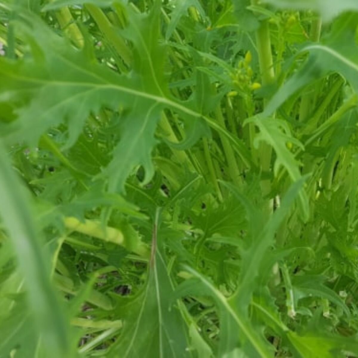 Mizuna - Green Seeds Mizuna - Green Seeds