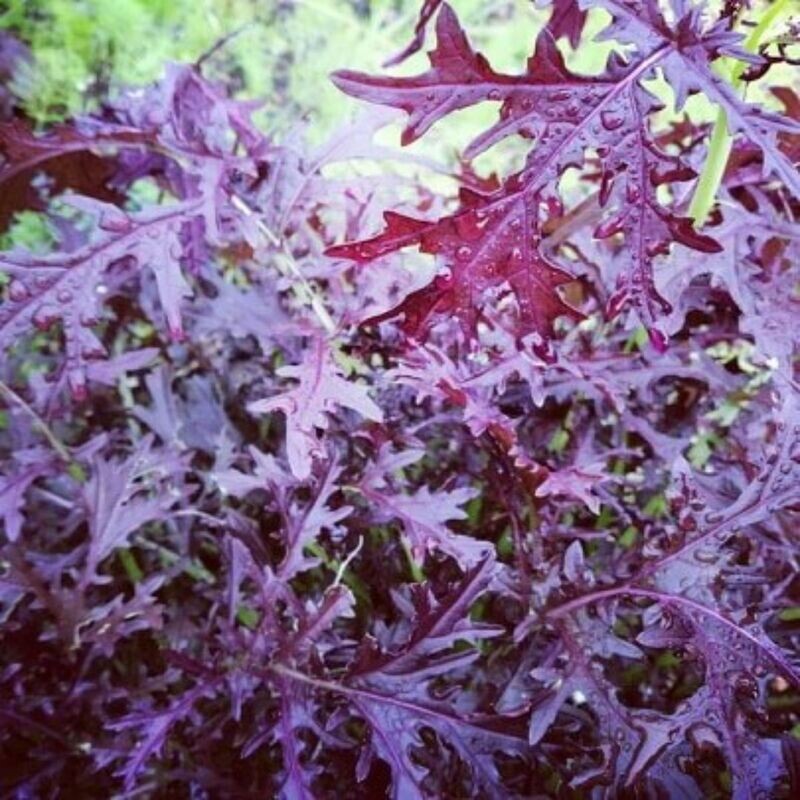 Mizuna - Purple Seeds