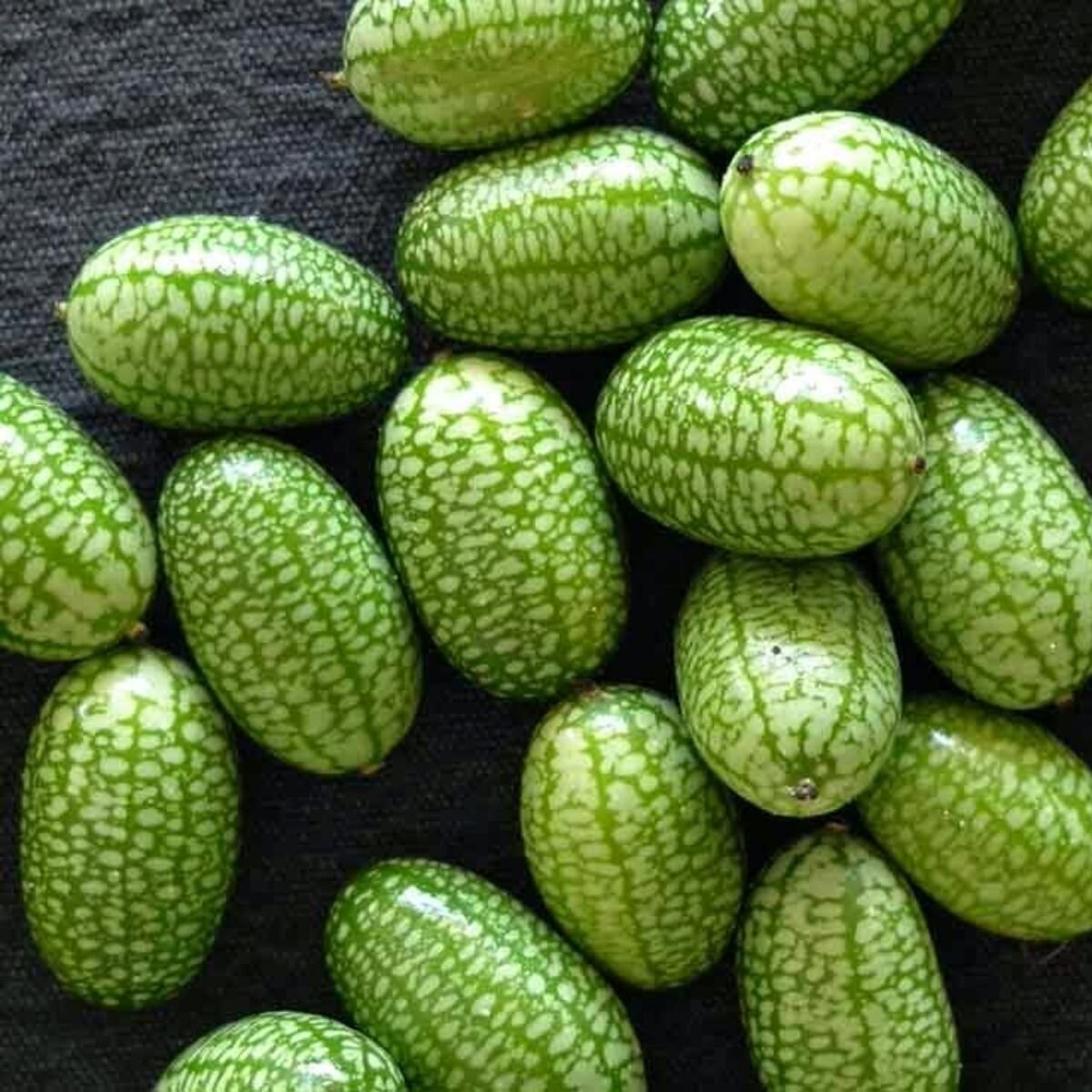 Mouse Melon / Cucamelon - Melothria Scabra Seeds Mouse Melon / Cucamelon - Melothria Scabra Seeds