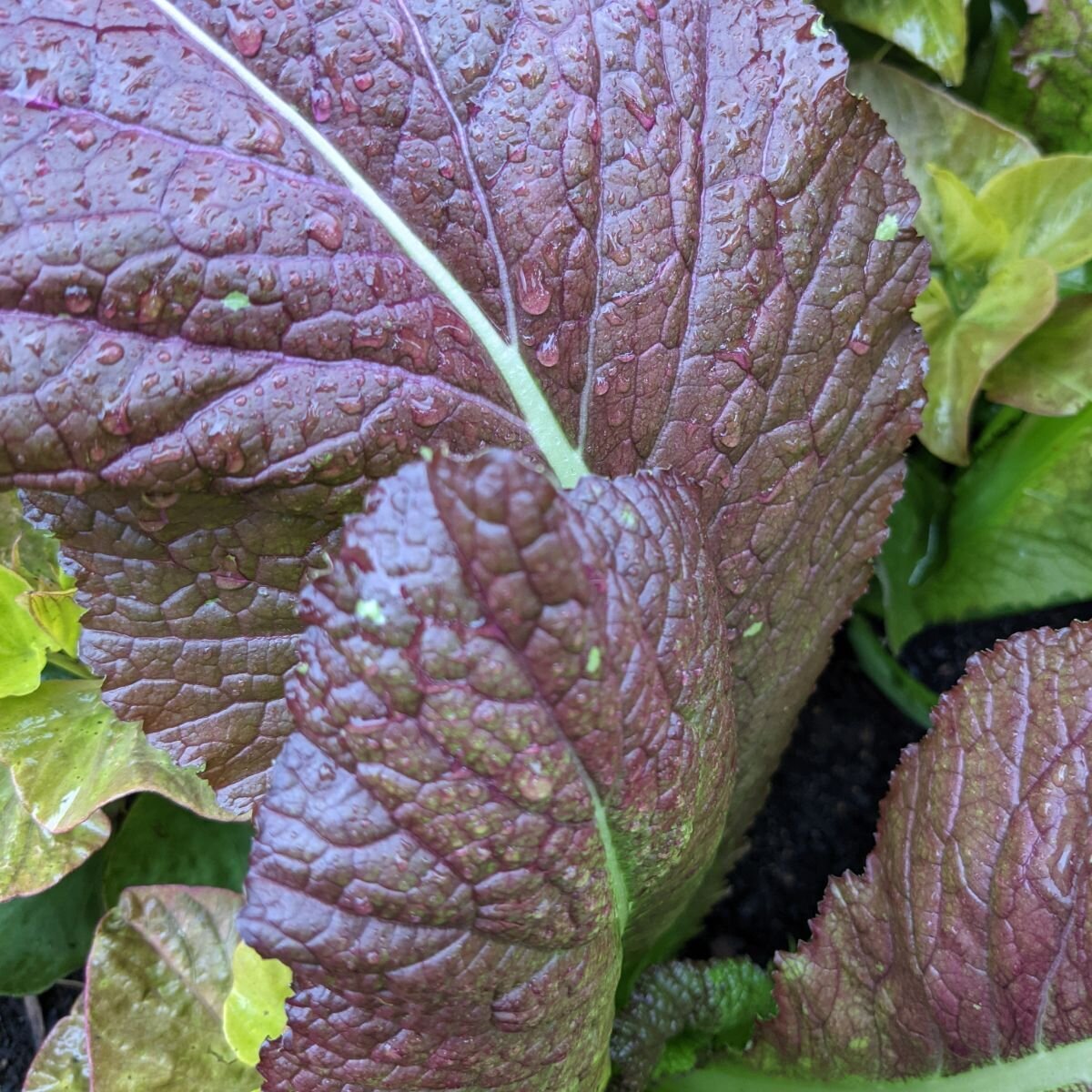 Mustard - Red Giant Seeds Mustard - Red Giant Seeds