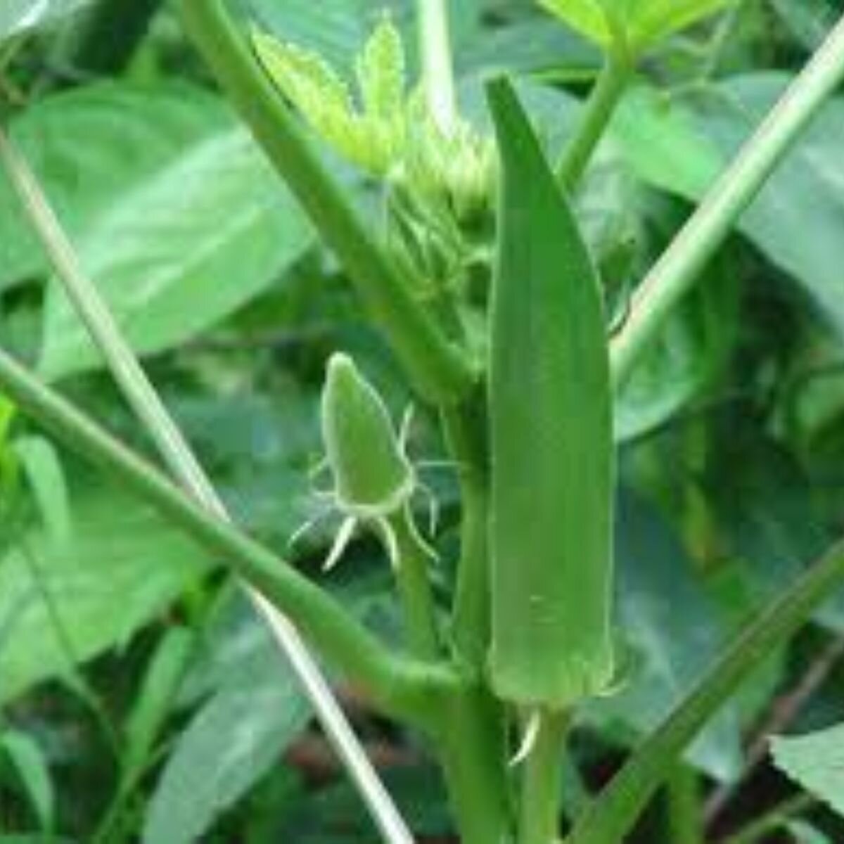 Okra - Clemsons Spineless Seeds Okra - Clemsons Spineless Seeds