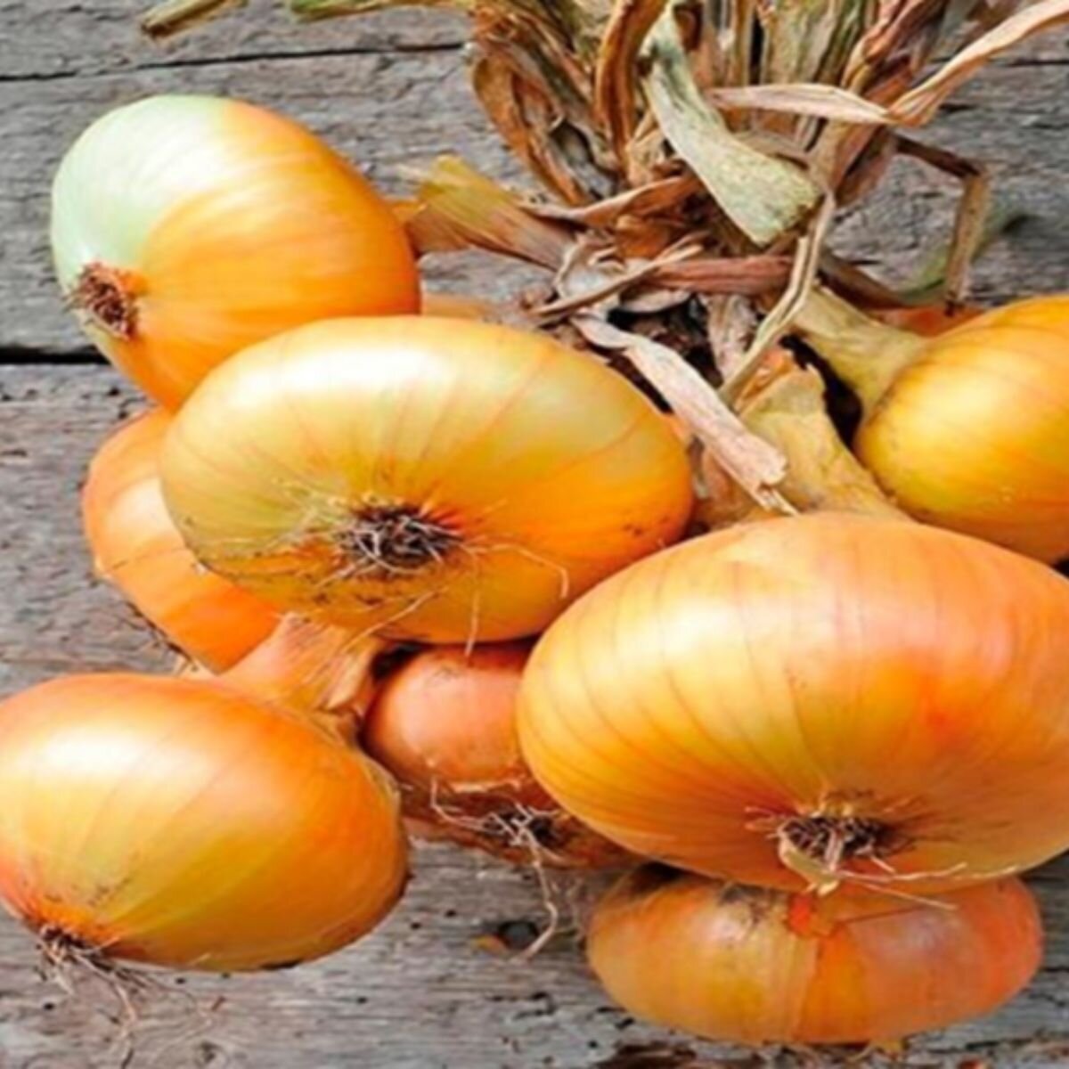 Onion - Early Yellow Spanish Seeds Onion - Early Yellow Spanish Seeds