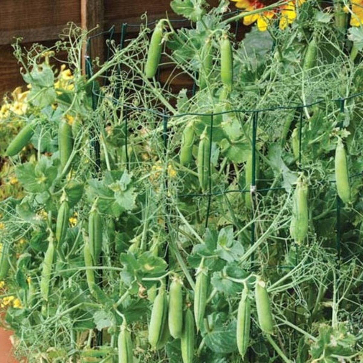 Pea - Novella Seeds Pea - Novella Seeds