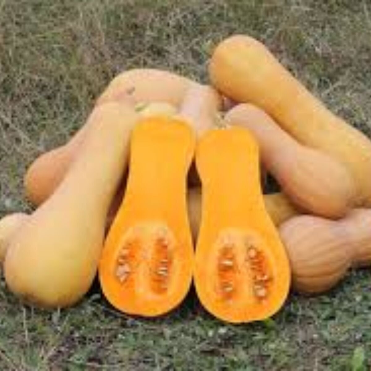 Pumpkin - Butternut Seeds Pumpkin - Butternut Seeds