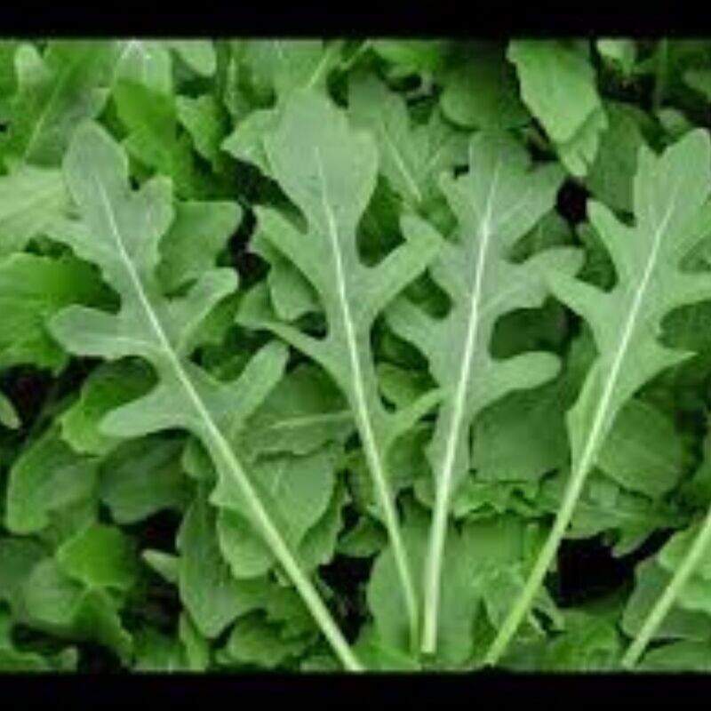 Rocket - Pronto Seeds