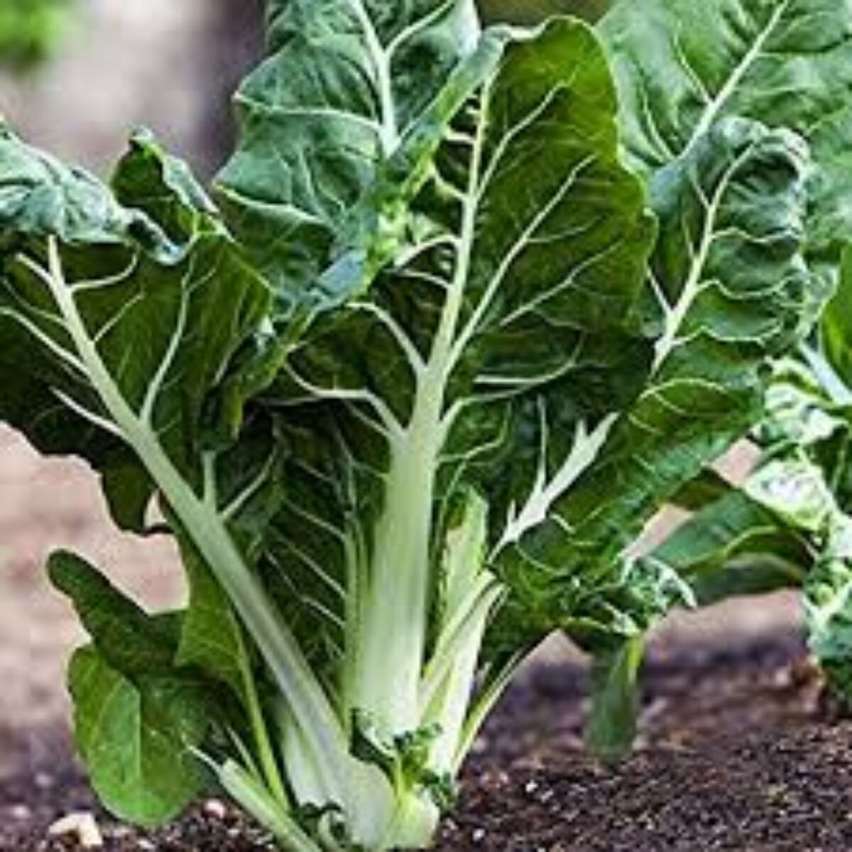 Silverbeet - Fordhook Giant Seeds