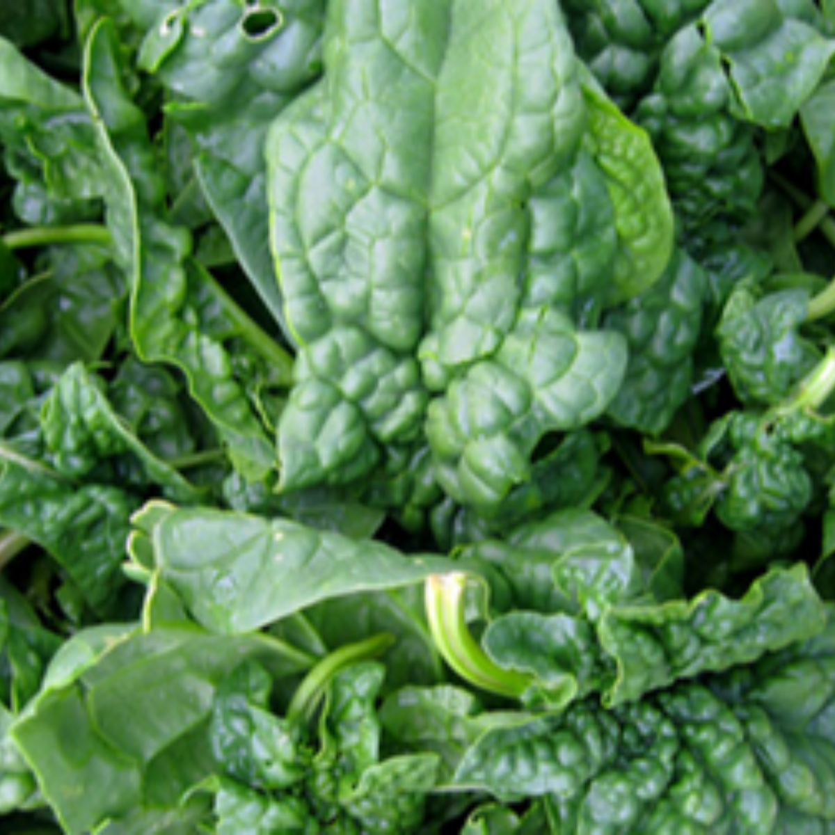 Spinach - Bloomsdale Long Standing Seeds