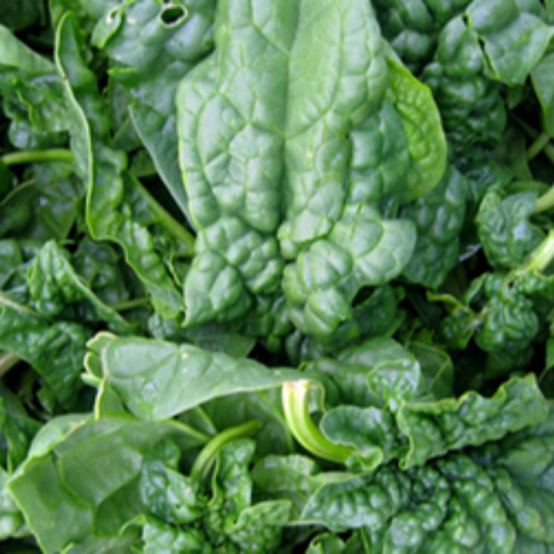 Spinach - Bloomsdale Long Standing Seeds