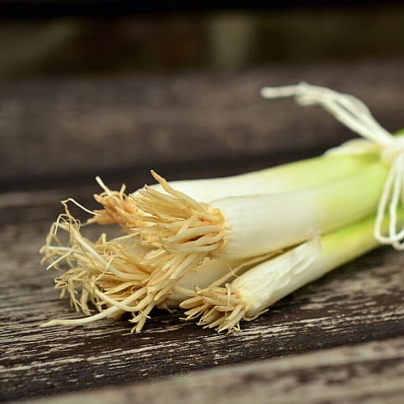 Spring Onion - Bunching Winter Seeds