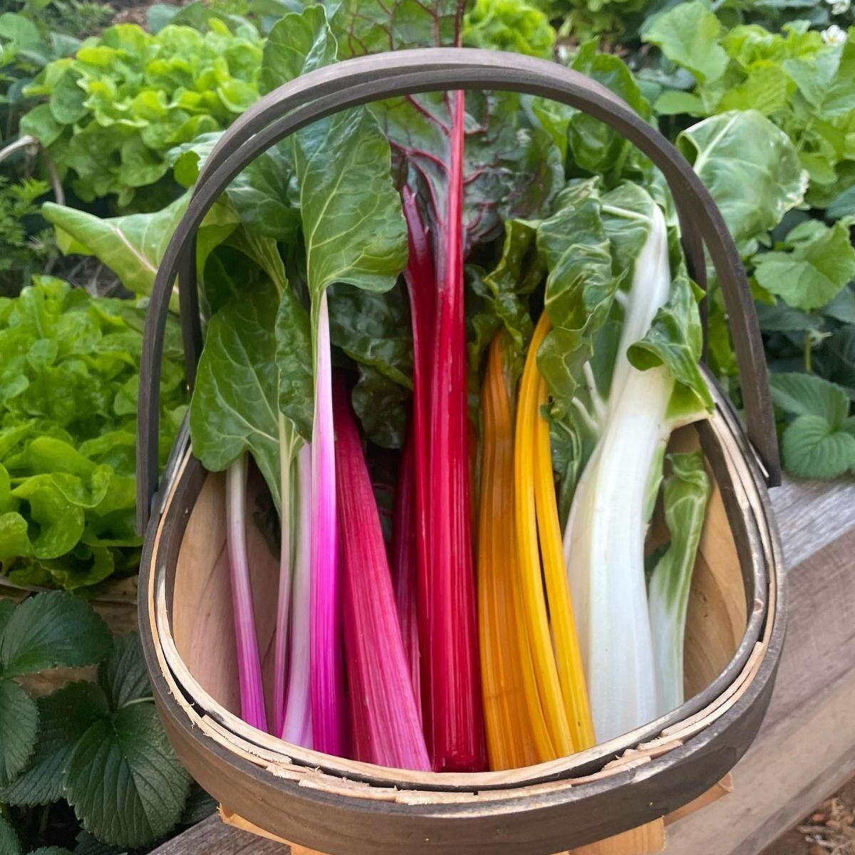 Swiss Chard - Rainbow Seeds Swiss Chard - Rainbow Seeds