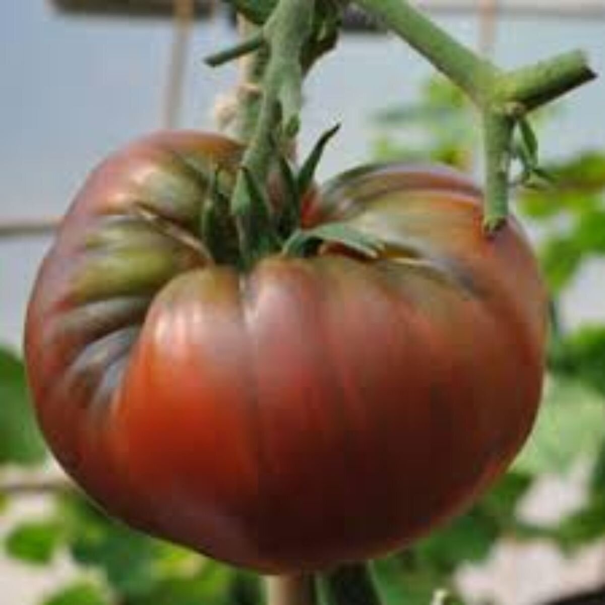 Tomato - Black Krim Seeds Tomato - Black Krim Seeds