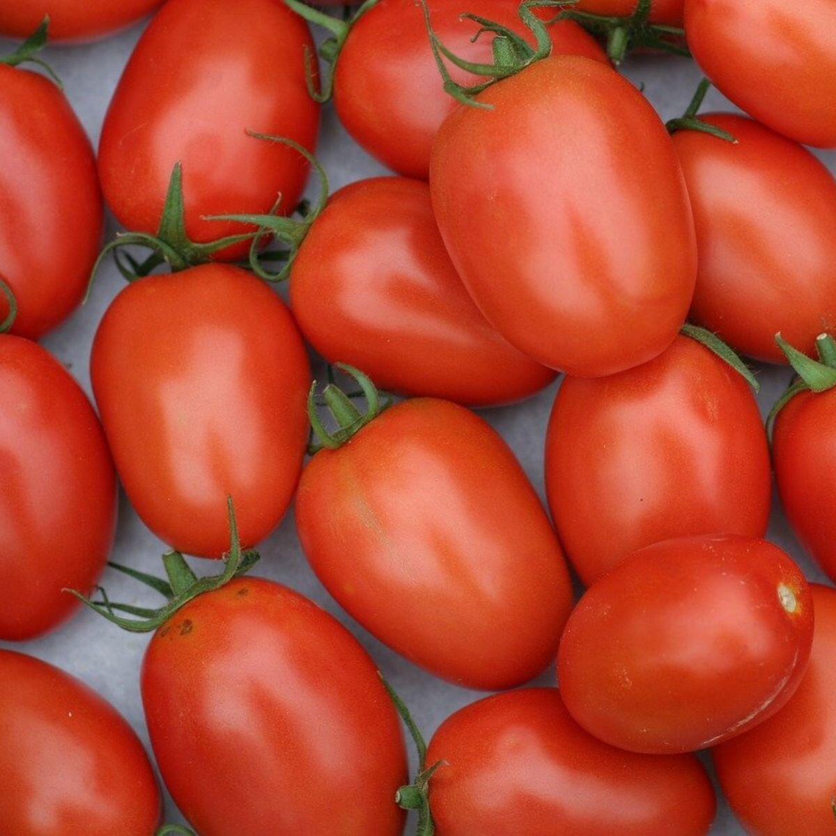 Tomato - Cherry Roma Seeds Tomato - Cherry Roma Seeds
