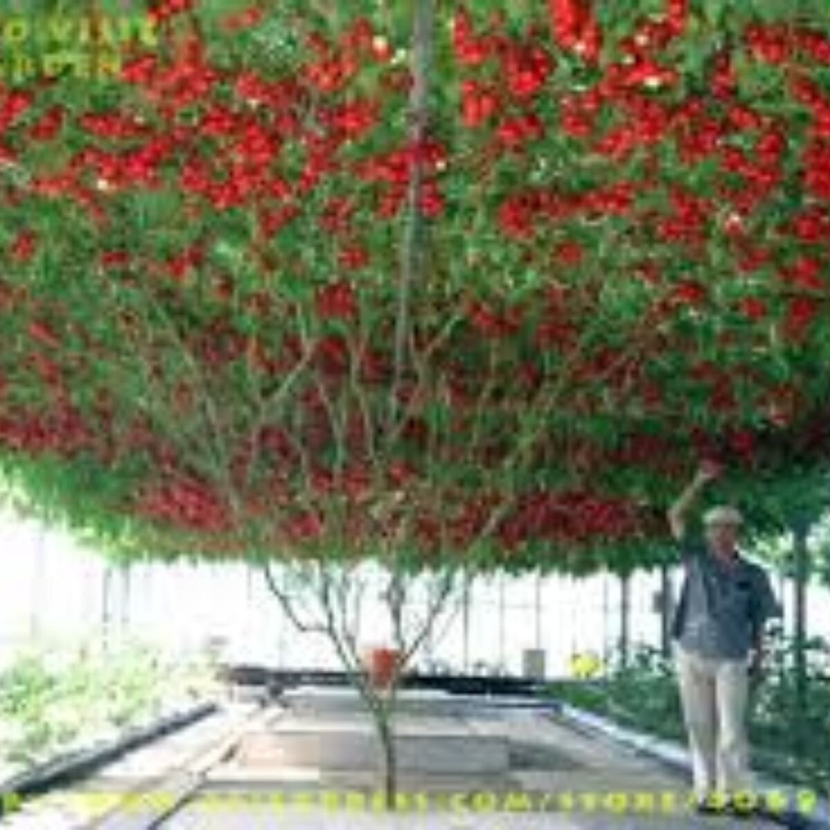 Tomato - Giant Tree Seeds Tomato - Giant Tree Seeds