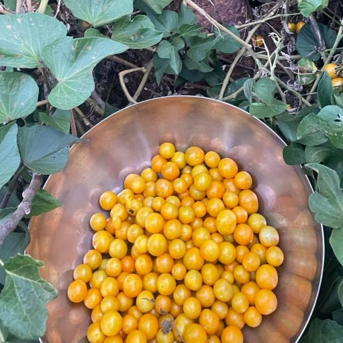 Tomato - Tommy Toe Yellow Seeds Tomato - Tommy Toe Yellow Seeds