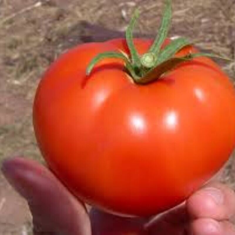 Tomato - Tropic Seeds