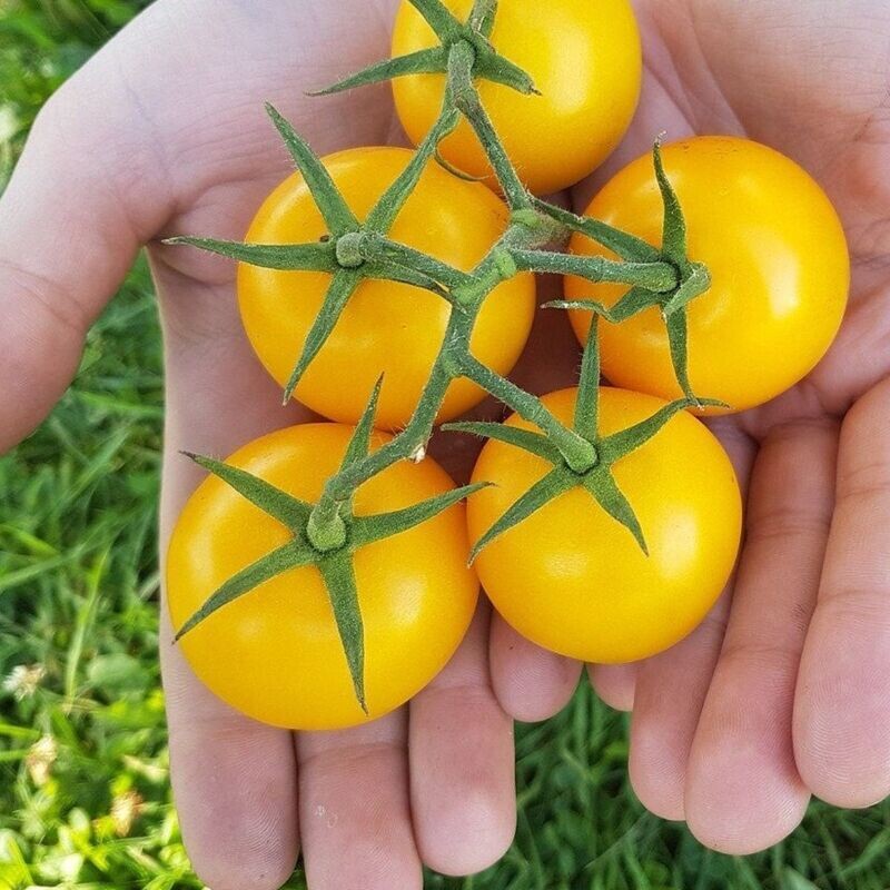 Tomato - Yellow Perfection Seeds