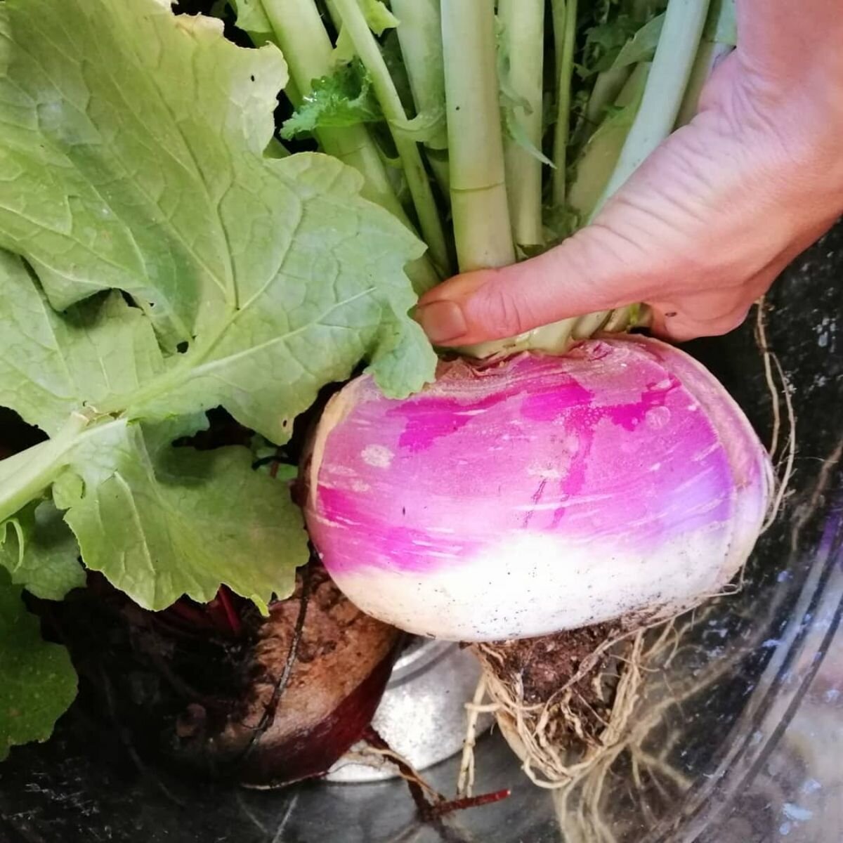 Turnip - Purple Top White Globe Seeds