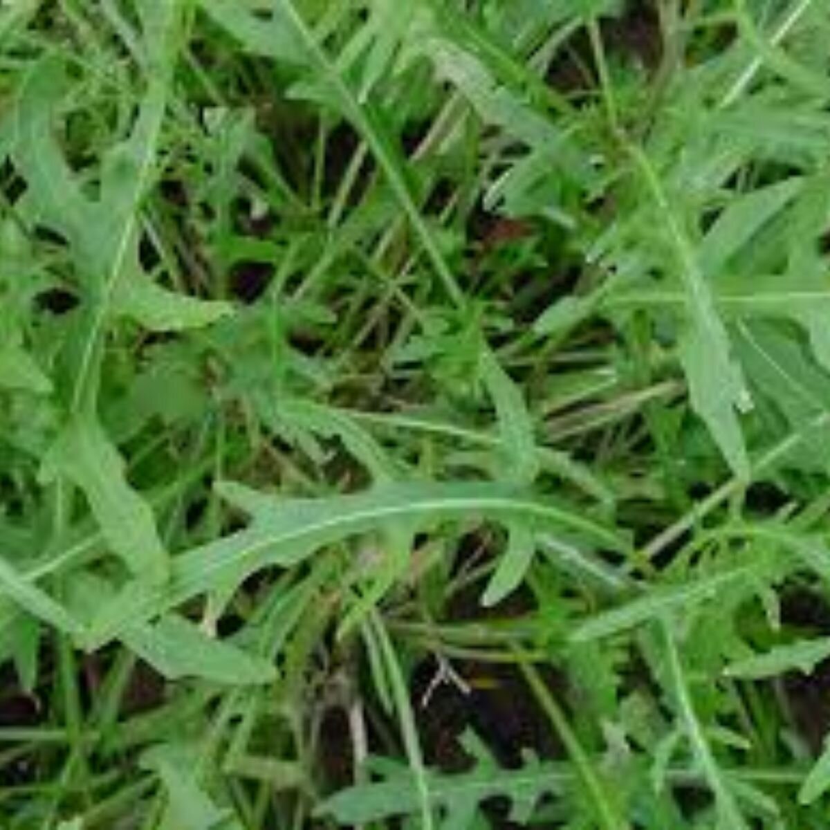 Wild Rocket Seeds Wild Rocket Seeds