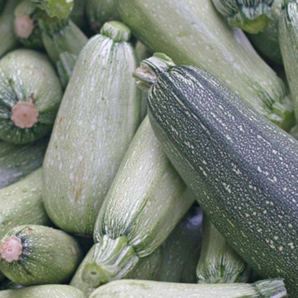 Zucchini - Grey Seeds