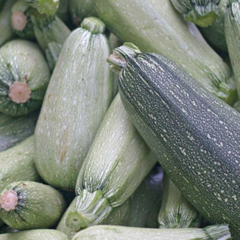 Zucchini - Grey Seeds