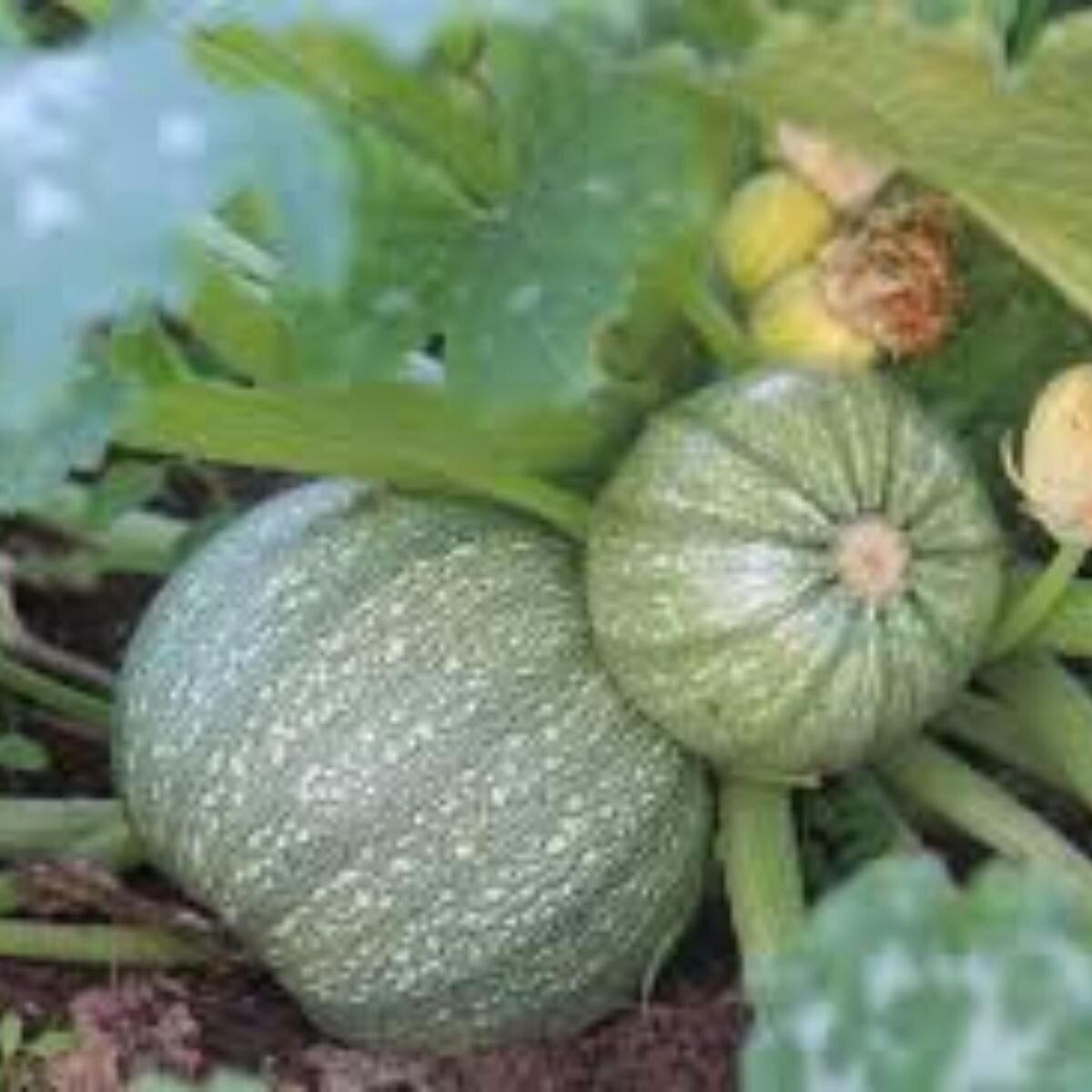 Zucchini - Rhonde De Nice Seeds Zucchini - Rhonde De Nice Seeds